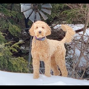 Meet your Posher, David